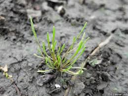 Attēlu rezultāti vaicājumam “Myosurus minimus”