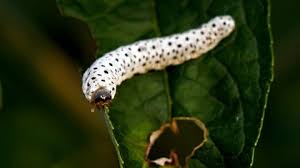 Attēlu rezultāti vaicājumam “Tenthredo scrophulariae larva”