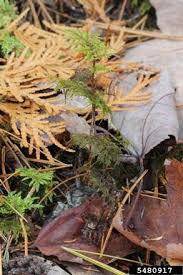 Attēlu rezultāti vaicājumam “Hylocomium splendens sporophyte”