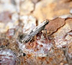 Attēlu rezultāti vaicājumam “Nematopogon sp.”