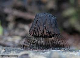 Attēlu rezultāti vaicājumam “Stemonitis axifera var. smithii macro”