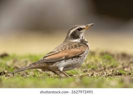 Image result for Turdus eunomus