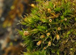 Attēlu rezultāti vaicājumam “Orthotrichum diaphanum sporophyte”