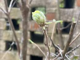 Attēlu rezultāti vaicājumam “Rhododendron periclymenoides flower”