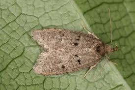 Attēlu rezultāti vaicājumam “Luquetia lobella”