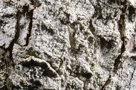 Attēlu rezultāti vaicājumam “Lecanactis abietina”