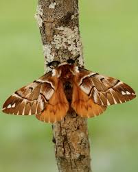 Attēlu rezultāti vaicājumam “Endromis versicolora”