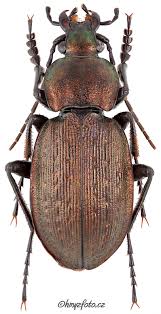 Attēlu rezultāti vaicājumam “Carabus arcensis”