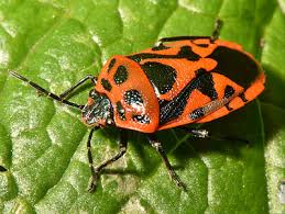 Attēlu rezultāti vaicājumam “Eurydema dominulus imago”