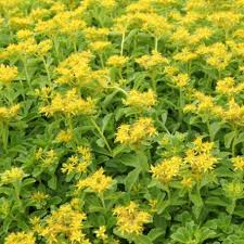 Attēlu rezultāti vaicājumam “Sedum aizoon fruit”