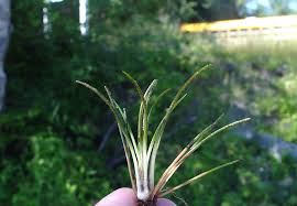Attēlu rezultāti vaicājumam “Isoetes lacustris leaf”