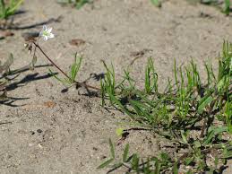 Attēlu rezultāti vaicājumam “Spergula arvensis”