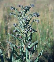 Attēlu rezultāti vaicājumam “Cynoglossum officinale fruit”