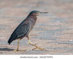 Image result for Butorides virescens