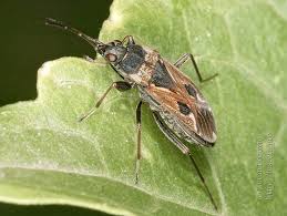 Image result for Rhyparochromus