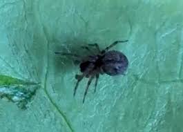 Attēlu rezultāti vaicājumam “Phylloneta cocoon”