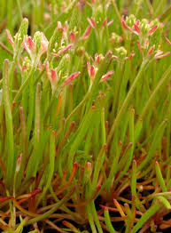 Attēlu rezultāti vaicājumam “Myosurus minimus”