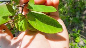 Attēlu rezultāti vaicājumam “Amelanchier spicata fruit”