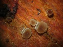 Attēlu rezultāti vaicājumam “Hyphodiscus hymeniophilus”