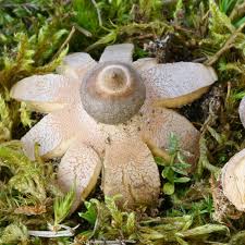 Attēlu rezultāti vaicājumam “Geastrum”
