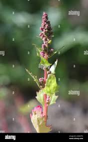 Attēlu rezultāti vaicājumam “Chenopodium rubrum flower”