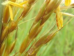 Attēlu rezultāti vaicājumam “Gramineae”