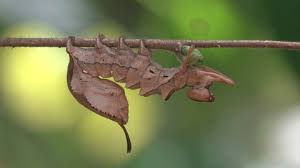 Attēlu rezultāti vaicājumam “Stauropus fagi larva”