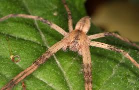 Attēlu rezultāti vaicājumam “Pisauridae”