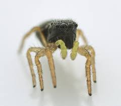 Attēlu rezultāti vaicājumam “Heliophanus sp.”