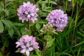 Attēlu rezultāti vaicājumam “Campanula glomerata fruit”