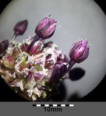 Attēlu rezultāti vaicājumam “Allium scorodoprasum bud”