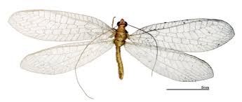 Attēlu rezultāti vaicājumam “Ophiotheca chrysosperma”