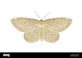 Attēlu rezultāti vaicājumam “Idaea sylvestraria”