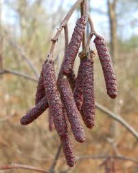 Attēlu rezultāti vaicājumam “Alnus incana bud”