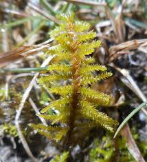 Attēlu rezultāti vaicājumam “Abietinella abietina”