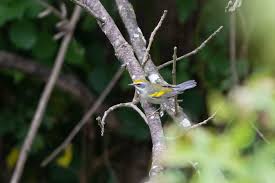 Image result for Vermivora chrysoptera