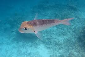 Image result for Monotaxis grandoculis