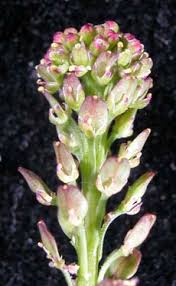 Attēlu rezultāti vaicājumam “Lepidium densiflorum bud”