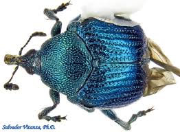 Attēlu rezultāti vaicājumam “Attelabidae”