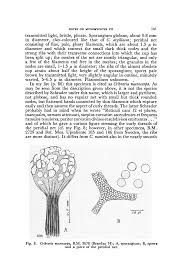 Attēlu rezultāti vaicājumam “Cribraria macrocarpa young”