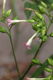 Attēlu rezultāti vaicājumam “Nicotiana tabacum”