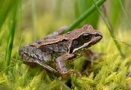 Attēlu rezultāti vaicājumam “Rana temporaria”