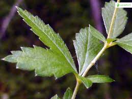 Attēlu rezultāti vaicājumam “Potentilla erecta leaf”