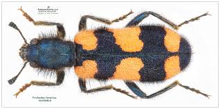 Attēlu rezultāti vaicājumam “Grynocharis oblonga”