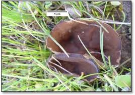 Attēlu rezultāti vaicājumam “Peziza badia”