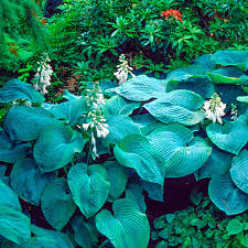 Image result for Hosta sieboldiana 'Elegans'