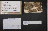 Attēlu rezultāti vaicājumam “Calicium viride”