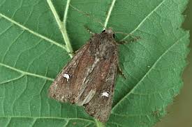 Attēlu rezultāti vaicājumam “Celaena leucostigma”