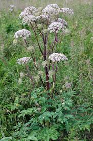 Image result for Angelica silvestris