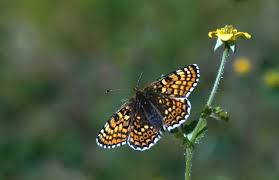 Attēlu rezultāti vaicājumam “Melitaea cinxia upperside”